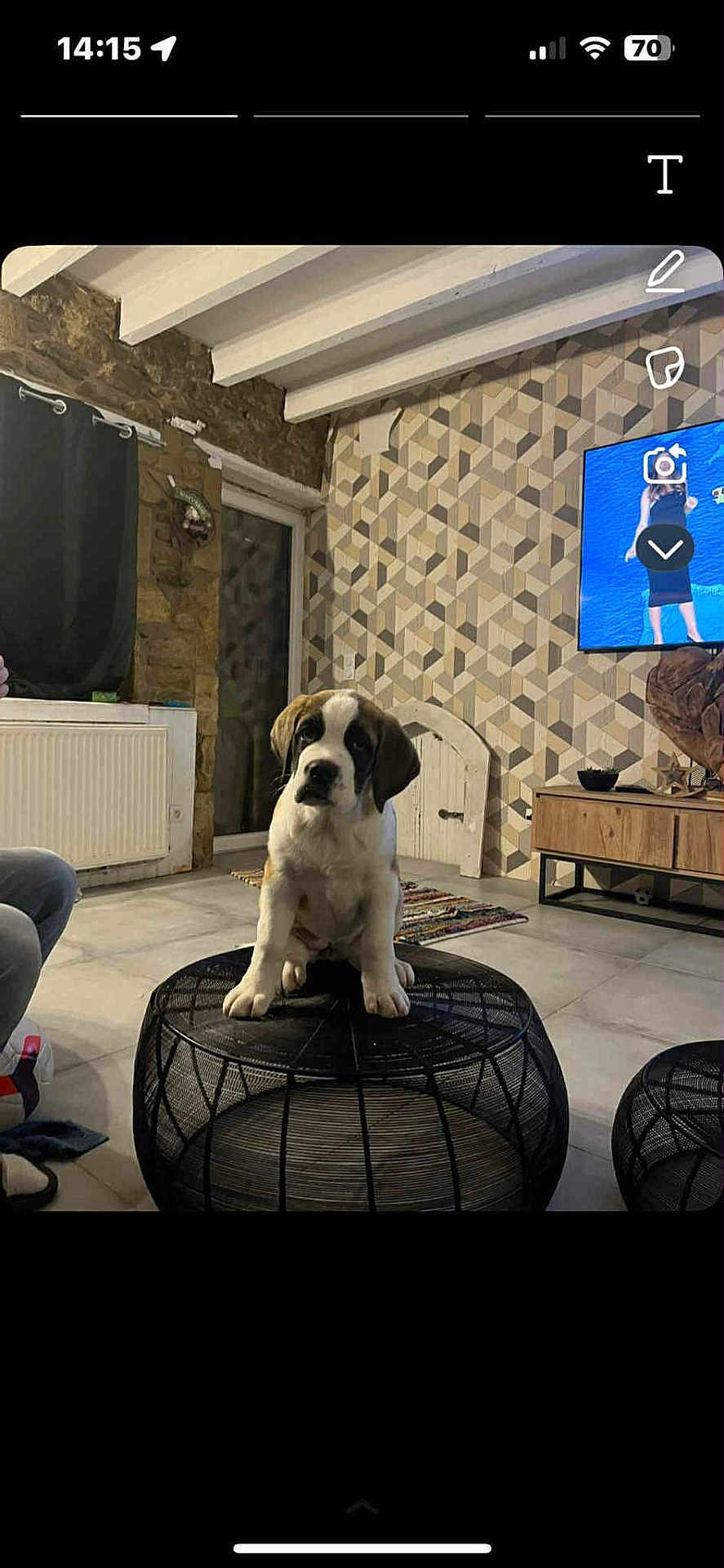 Vita a rejoint le concours — aidez-le/la à gagner de superbes lots ! puppy, dog, saint_bernard, living_room, ottoman, modern_interior, geometric_wallpaper, stone_wall, television, curious, floor, rug, furniture, indoor, pet, cute, seated, black_ottoman, home, decor