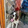 dog, glass_door, reflection, person, geometric_pattern, wall, mouth_open, tongue, outdoor, concrete_floor, wooden_frame, casual_clothing, blue_jacket, orange_jacket, white_paws, pet, happy, playful, daylight, fence