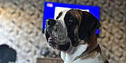 Vita participe au concours pour gagner de l'argent avec cette photo : brown_and_white, calm, canine, decor, dog, domestic_animal, floor, furniture, house, indoor, large_dog, living_room, pet, portrait, saint_bernard, side_view, sitting, table, television, wall_pattern