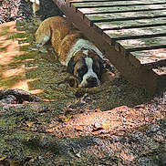 Vita participe au concours pour gagner de l'argent avec cette photo : animal, bridge, brown, canine, dog, earth, forest, large_dog, mud, nature, outdoor, puddle, relaxing, resting, shadows, sunlight, water, wet, white, wood