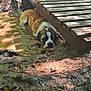 animal, bridge, brown, canine, dog, earth, forest, large_dog, mud, nature, outdoor, puddle, relaxing, resting, shadows, sunlight, water, wet, white, wood