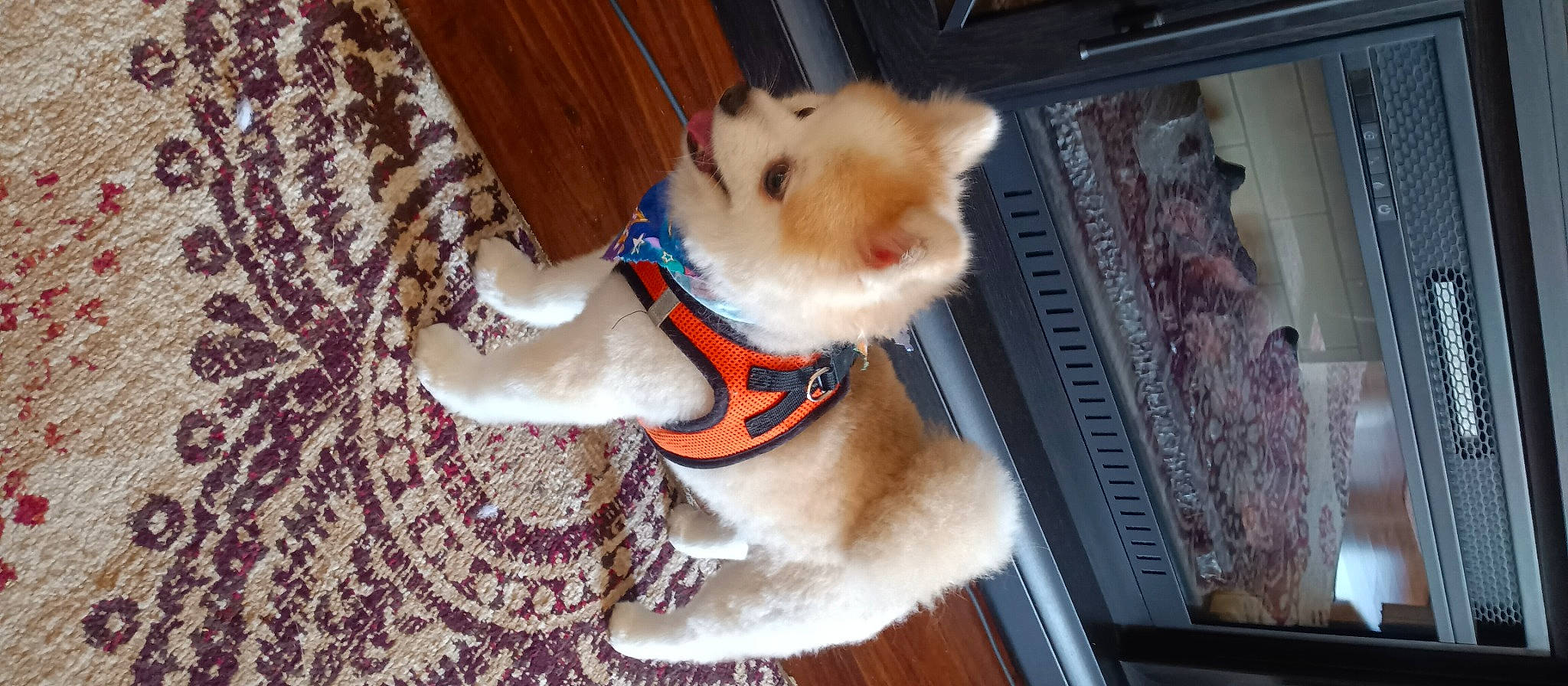 Sammie joined the competition — help win amazing prizes! canidae, carnivore, collar, companion_dog, dog, dog_breed, dog_clothes, dog_collar, dog_supply, fawn, fur, hardwood, pet_supply, snout, spitz, sporting_group, tail, toy_dog, wood, working_animal