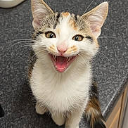 Louise joined the competition — help win amazing prizes! kitten, cat, calico, pet, animal, feline, cute, smiling, mouth_open, whiskers, ears, fur, tail, kitchen, countertop, container, sink, domestic, indoor, happy