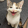 kitten, cat, calico, pet, animal, feline, cute, smiling, mouth_open, whiskers, ears, fur, tail, kitchen, countertop, container, sink, domestic, indoor, happy