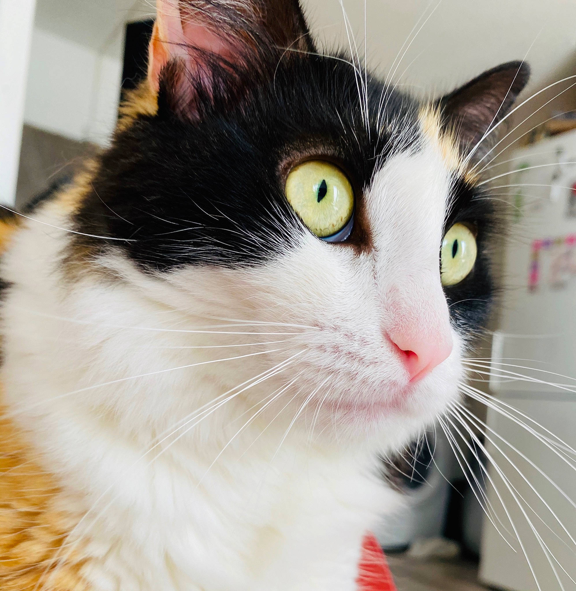 Lou a rejoint le concours — aidez-le/la à gagner de superbes lots ! carnivore, cat, domestic_short_haired_cat, felidae, fur, head, small_to_medium_sized_cats, snout, tail, whiskers, window