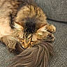cat, tabby, sleeping, fluffy, tail, couch, furniture, indoor, pet, resting, cozy, fur, domestic_animal, mammal, whiskers, relaxing, home, cute, animal, feline