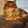 cat, tabby, fluffy, pet, animal, indoor, feline, relaxed, lying_down, closeup, portrait, warm_light, window_blinds, domestic, fur, whiskers, ears, face, resting, cozy