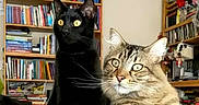 Dexter joined the competition — help win amazing prizes! cat, black_cat, tabby_cat, pets, indoor, bookshelf, books, furniture, home, animal, cute, fur, whiskers, alert, eyes, domestic, companions, relaxed, cozy, curious