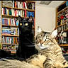 cat, black_cat, tabby_cat, pets, indoor, bookshelf, books, furniture, home, animal, cute, fur, whiskers, alert, eyes, domestic, companions, relaxed, cozy, curious