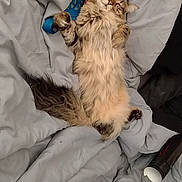 Dexter is registered to the contest to win money with this photo: cat, fluffy, lying_down, belly_up, gray_blanket, indoor, relaxed, cozy, pet, sleepy, fur, cute, paws, resting, domestic_animal, feline, bed, comfort, animal, household