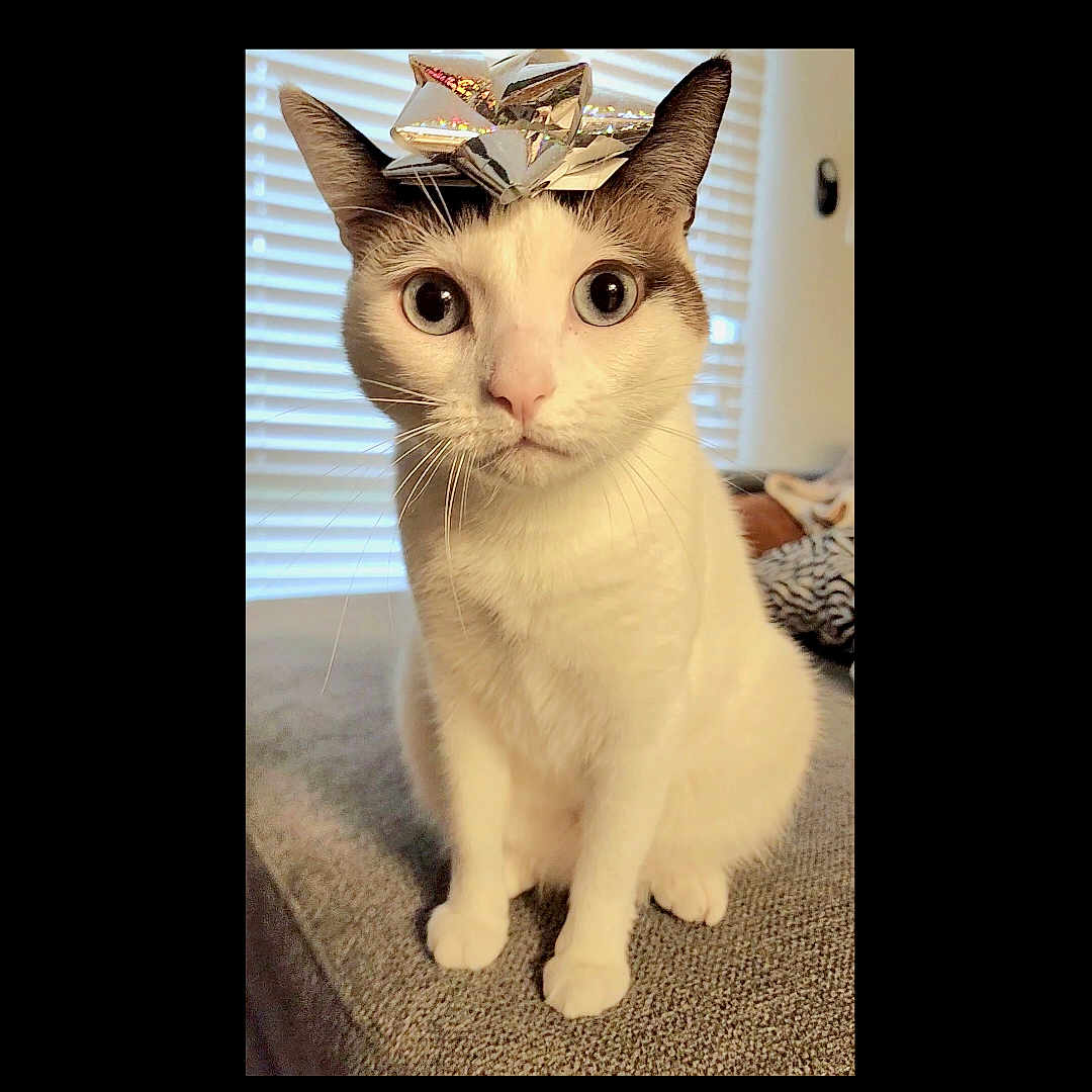 Mochi is registered to the contest to win money with this photo: cat, animal, pet, indoor, white_fur, brown_ears, bow, gift_wrap, wide_eyes, sitting, curious, whiskers, soft_light, window_blinds, furniture, domestic, cute, portrait, close_up, feline