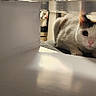 Mochi is registered to the contest to win money with this photo: cat, curious, white, indoor, eyes, alert, feline, pet, animal, closeup, box, panel, light, shadow, fur, whiskers, nose, ears, table, room