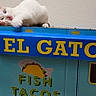 Mochi is registered to the contest to win money with this photo: animal, blue, box, cardboard, cat, curious, cute, el_gato, feline, fish_tacos, indoor, licking, paw, pet, playful, text, tongue, wall, white_cat, yellow_text