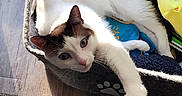 Mochi joined the competition — help win amazing prizes! animal, blue_toy, brown_markings, cat, cozy, curious, daylight, feline, home, indoor, paw, pet_bed, relaxation, resting, stretching, sunlight, white_cat, window_blinds, wooden_floor, yellow_toy