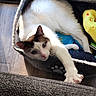 Mochi joined the competition — help win amazing prizes! cat, white_cat, brown_markings, pet_bed, stretching, sunlight, window_blinds, wooden_floor, yellow_toy, blue_toy, cozy, relaxation, indoor, animal, feline, paw, curious, home, daylight, resting