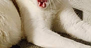 Mochi joined the competition — help win amazing prizes! cat, white_cat, brown_spot, pet, indoor, carpet, yawning, feline, animal, cute, home, relaxed, resting, brick_wall, shelf, collectibles, funny_expression, whiskers, paw, fur