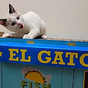 Mochi is registered to the contest to win money with this photo: animal, box, cardboard, cat, colorful, curious, cute, ears, expression, feline, food_illustration, indoor, mouth_open, pet, playful, sign, taco, text, wall, white_cat