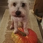 Cooki participe au concours pour gagner de l'argent avec cette photo : dog, white_dog, pumpkin, indoor, rug, floor, wooden_floor, curious, pet, animal, cozy, home, carpet, cute, small_dog, looking, front_view, furry, domestic_animal, autumn