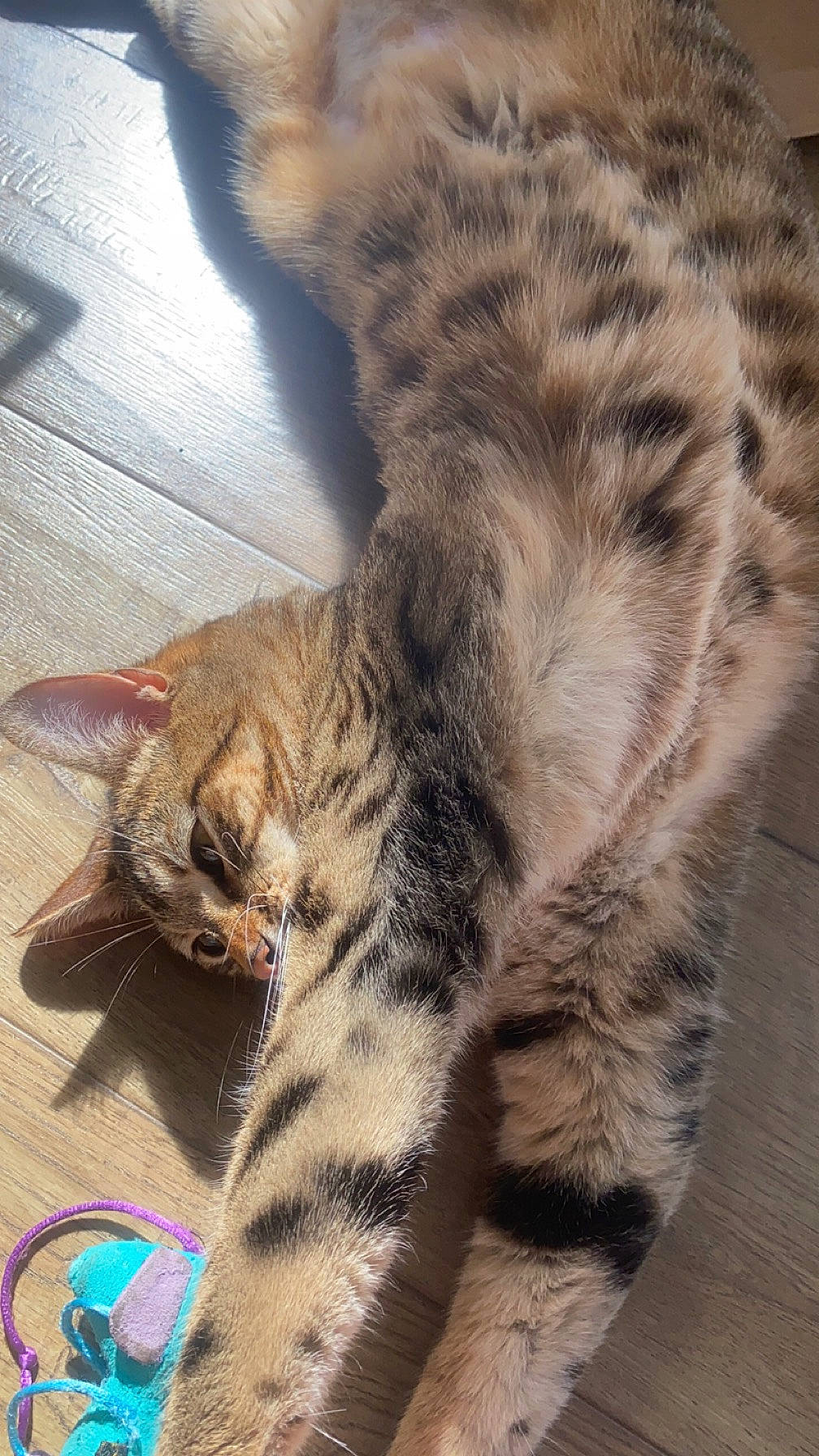 Zya participe au concours pour gagner de l'argent avec cette photo : carnivore, cat, claw, comfort, domestic_short_haired_cat, fawn, felidae, foot, fur, military_camouflage, nap, paw, plant, sleep, small_to_medium_sized_cats, snout, tail, terrestrial_animal, whiskers, wildlife