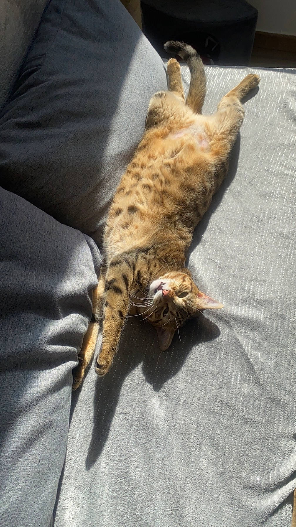 Zya participe au concours pour gagner de l'argent avec cette photo : bed, canidae, carnivore, cat, claw, comfort, couch, domestic_short_haired_cat, felidae, fur, linens, mammal, paw, small_to_medium_sized_cats, sporting_group, tail, terrestrial_animal, textile, whiskers, wood