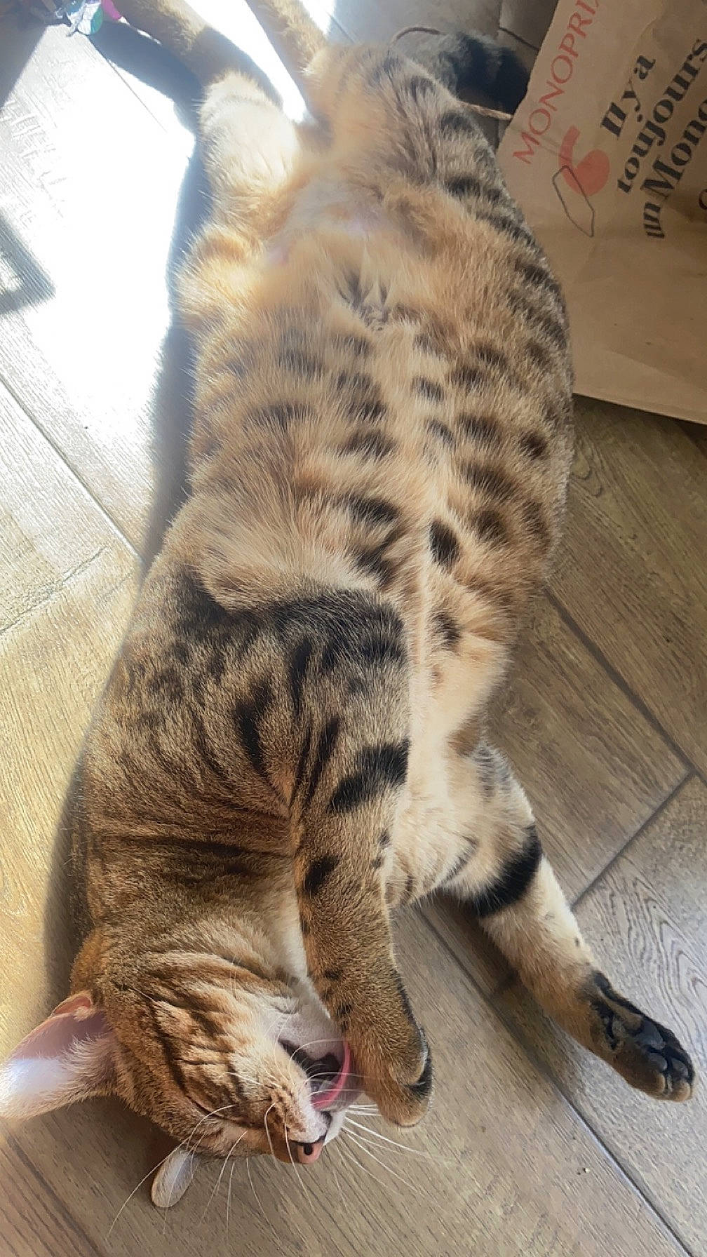 Zya participe au concours pour gagner de l'argent avec cette photo : carnivore, cat, claw, comfort, domestic_short_haired_cat, felidae, flooring, foot, fur, hardwood, human_leg, nap, paw, small_to_medium_sized_cats, snout, tail, terrestrial_animal, whiskers, wildlife, wood