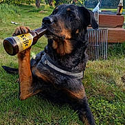 Titi participe au concours pour gagner de l'argent avec cette photo : dog, rottweiler, beer_bottle, grass, backyard, tree, outdoor, pet, animal, paw, bottle, summer, leisure, funny, canine, nature, relaxation, sunlight, playful, mammal