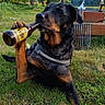 dog, rottweiler, beer_bottle, grass, backyard, tree, outdoor, pet, animal, paw, bottle, summer, leisure, funny, canine, nature, relaxation, sunlight, playful, mammal