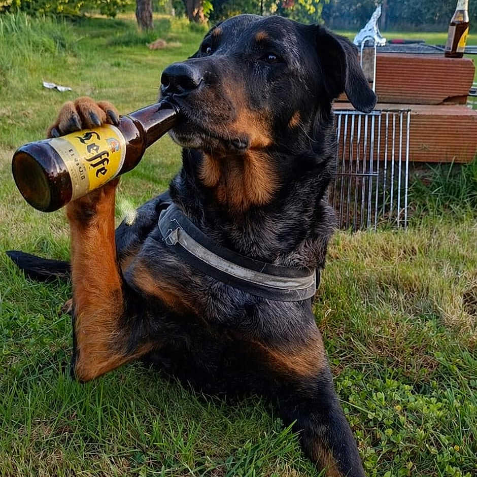 Titi participe au concours pour gagner de l'argent avec cette photo : dog, rottweiler, beer_bottle, grass, backyard, tree, outdoor, pet, animal, paw, bottle, summer, leisure, funny, canine, nature, relaxation, sunlight, playful, mammal