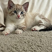 Snow a rejoint le concours — aidez-le/la à gagner de superbes lots ! animal, blue_eyes, carpet, cat, curious, cute, ears, fluffy, fur, indoor, kitten, lying_down, mammal, paws, pet, pink_nose, relaxed, small, soft, whiskers