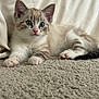 animal, blue_eyes, carpet, cat, curious, cute, ears, fluffy, fur, indoor, kitten, lying_down, mammal, paws, pet, pink_nose, relaxed, small, soft, whiskers