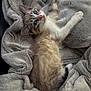 Snow participe au concours pour gagner de l'argent avec cette photo : animal, blanket, blue_eyes, cat, comfort, cozy, cute, feline, fur, gray, indoor, kitten, paw, pet, relaxing, sleepy, soft, stretching, whiskers, young