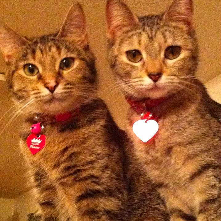 Belle And Sadie joined the competition — help win amazing prizes!