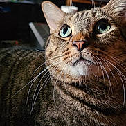 Gumball joined the competition — help win amazing prizes! animal, blue_eyes, cat, close_range, close_up, cozy, curious, cute, domestic_animal, feline, fur, household, indoor, looking_up, mammal, pet, portrait, striped, tabby_cat, whiskers