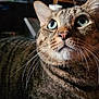 animal, blue_eyes, cat, close_range, close_up, cozy, curious, cute, domestic_animal, feline, fur, household, indoor, looking_up, mammal, pet, portrait, striped, tabby_cat, whiskers