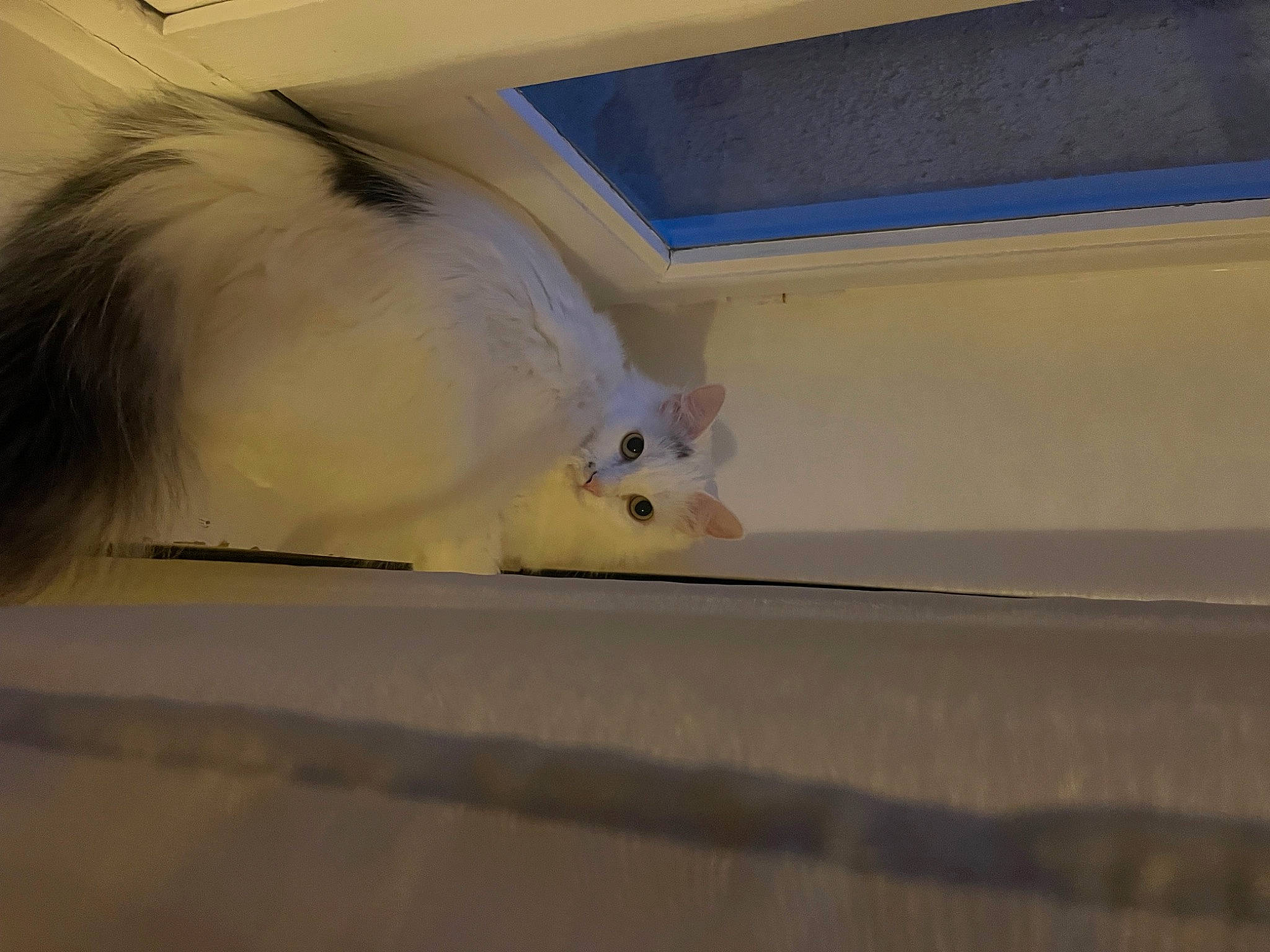 Alf participe au concours pour gagner de l'argent avec cette photo : canidae, fawn, feather, felidae, flooring, fur, hamster, mammal, mouse, rodent, room, small_to_medium_sized_cats, snout, stuffed_toy, tail, whiskers, wood