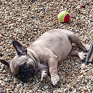 Arley a rejoint le concours — aidez-le/la à gagner de superbes lots ! animal, canine, companion, cute, dog, french_bulldog, fur, nature, outdoor, pebbles, pet, playful, puppy, relaxed, resting, sleeping, small_dog, summer, sunlight, tennis_ball
