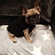 Arley participe au concours pour gagner de l'argent avec cette photo : french_bulldog, puppy, dog, black_sweater, knitted_clothing, blanket, star_pattern, indoor, pet, cute, small_dog, ears, sitting, floor, looking_up, cozy, soft_texture, adorable, young_dog, animal