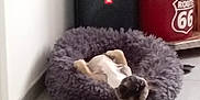 Arley a rejoint le concours — aidez-le/la à gagner de superbes lots ! dog, pet_bed, indoor, floor, tile_floor, relaxed, resting, small_dog, gray_bed, corner, speaker, container, route_66, black, red, cozy, household, animal, cute, funny_pose