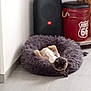 dog, pet_bed, indoor, floor, tile_floor, relaxed, resting, small_dog, gray_bed, corner, speaker, container, route_66, black, red, cozy, household, animal, cute, funny_pose