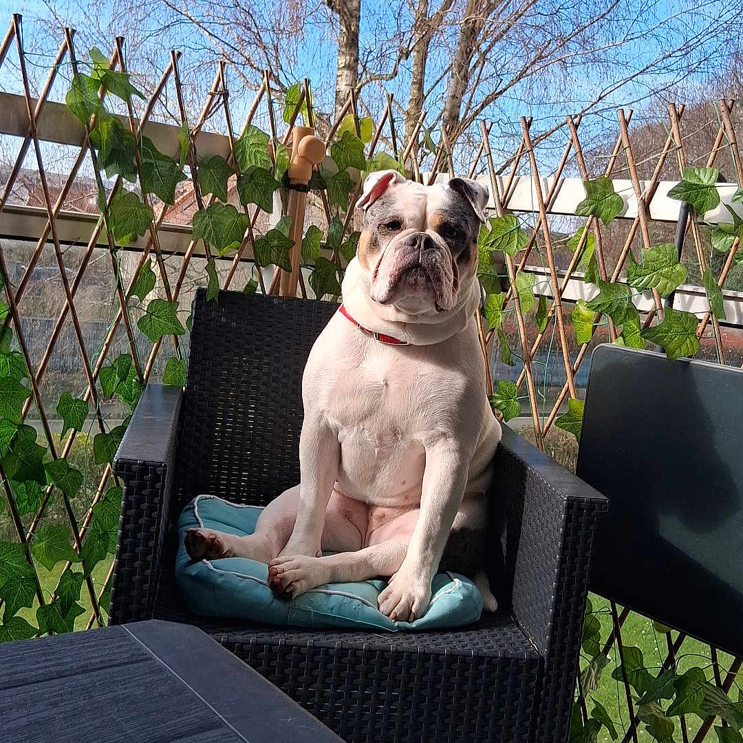 Vany a rejoint le concours — aidez-le/la à gagner de superbes lots ! bulldog, dog, pet, chair, cushion, balcony, ivy, outdoor, sunlight, fence, leaf, plant, nature, daytime, animal, relaxed, seated, blue_sky, wood_table, furniture