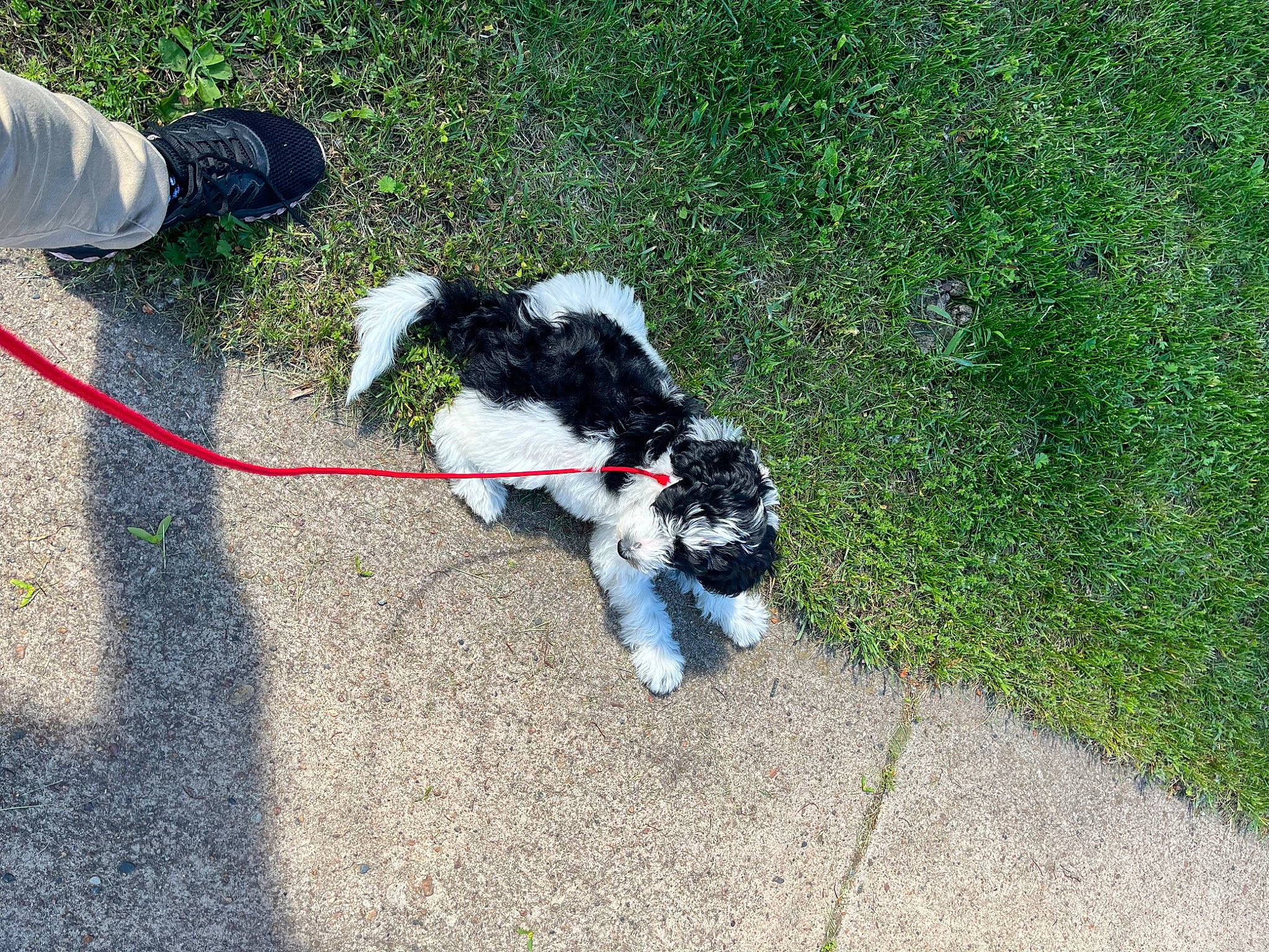 Atticus joined the competition — help win amazing prizes! carnivore, collar, companion_dog, dog, dog_breed, dog_collar, dog_supply, fashion_accessory, grass, grass_family, lawn, leash, pet_supply, plant, sporting_group, tail, terrier, toy_dog, water_dog, working_animal