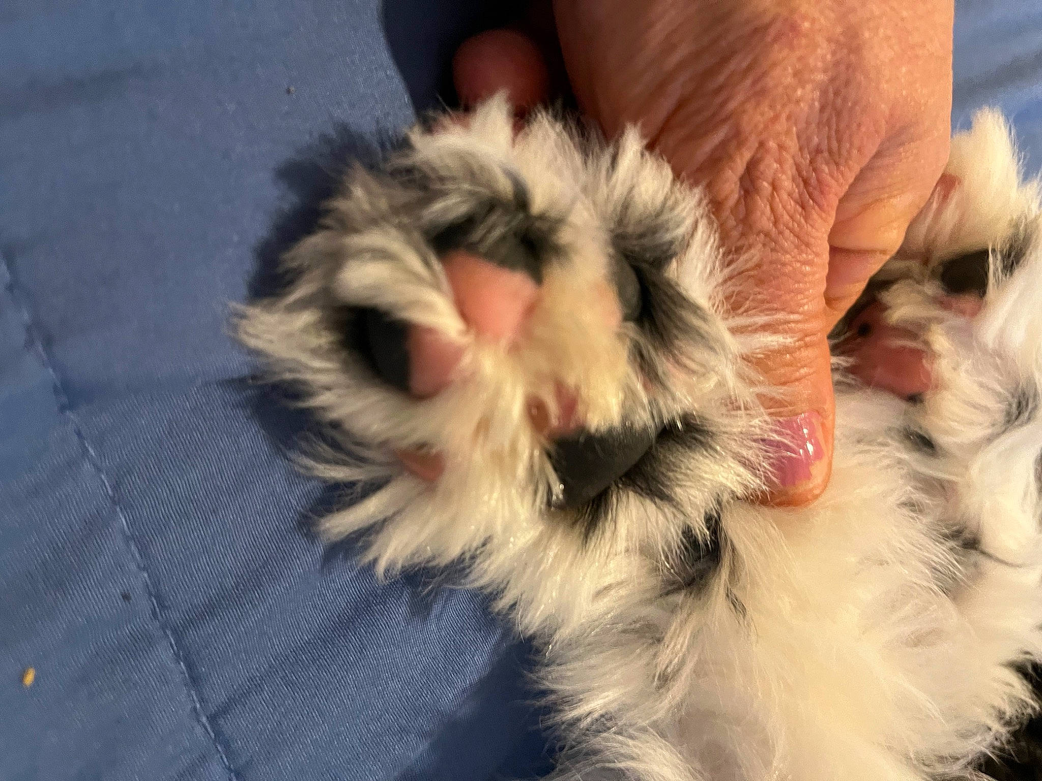 Atticus joined the competition — help win amazing prizes! canidae, carnivore, cat, claw, companion_dog, dog_breed, eye, fawn, felidae, finger, fur, liver, paw, small_to_medium_sized_cats, snout, sporting_group, tail, terrestrial_animal, toy_dog, whiskers