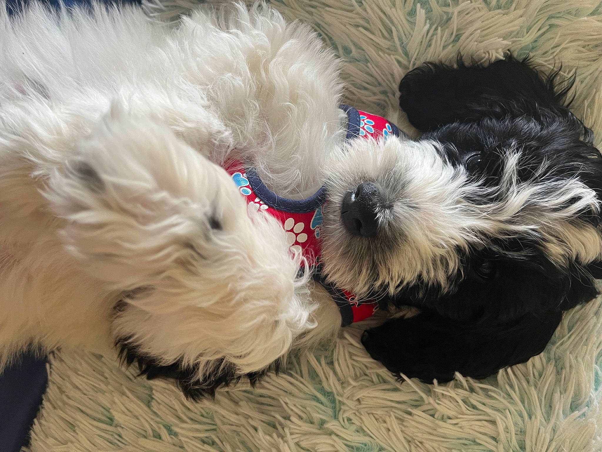 Atticus is registered to the contest to win money with this photo: canidae, carnivore, collar, companion_dog, dog, dog_bed, dog_breed, dog_clothes, dog_collar, dog_supply, fur, pet_supply, shih_poo, small_terrier, snout, sporting_group, terrier, toy, toy_dog, water_dog