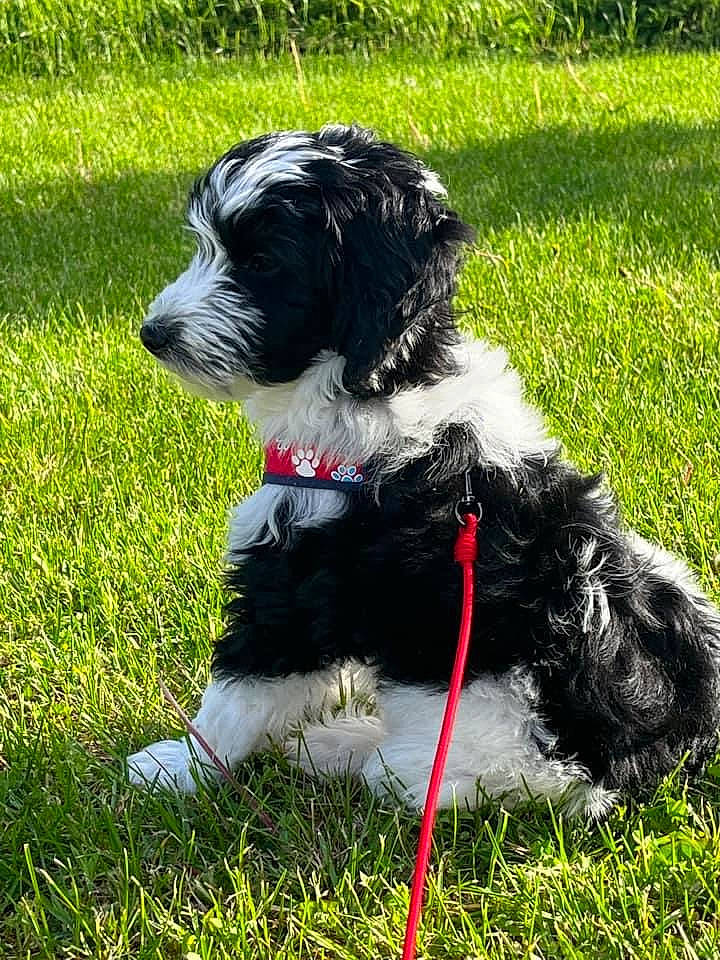 Atticus is registered to the contest to win money with this photo: canidae, carnivore, collar, companion_dog, dog, dog_breed, dog_collar, dog_supply, grass, plant, poodle_crossbreed, schnauzer, small_terrier, snout, sporting_group, tail, terrier, toy_dog, water_dog, working_animal