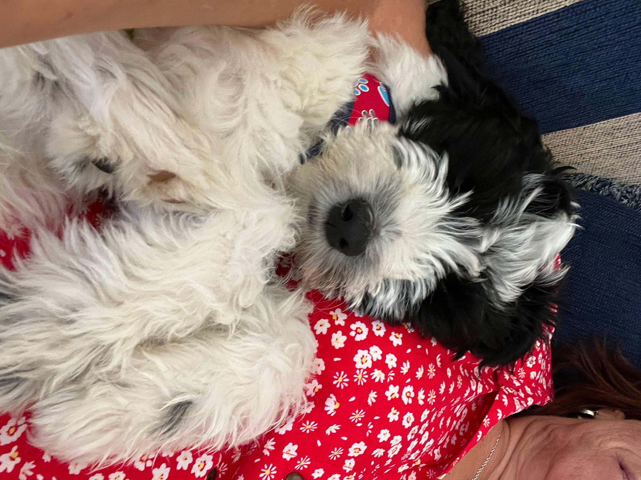 Atticus is registered to the contest to win money with this photo: canidae, carnivore, collar, companion_dog, dog, dog_bed, dog_breed, dog_clothes, dog_collar, dog_supply, fawn, pet_supply, small_terrier, snout, sporting_group, stuffed_toy, terrier, toy, toy_dog, working_animal