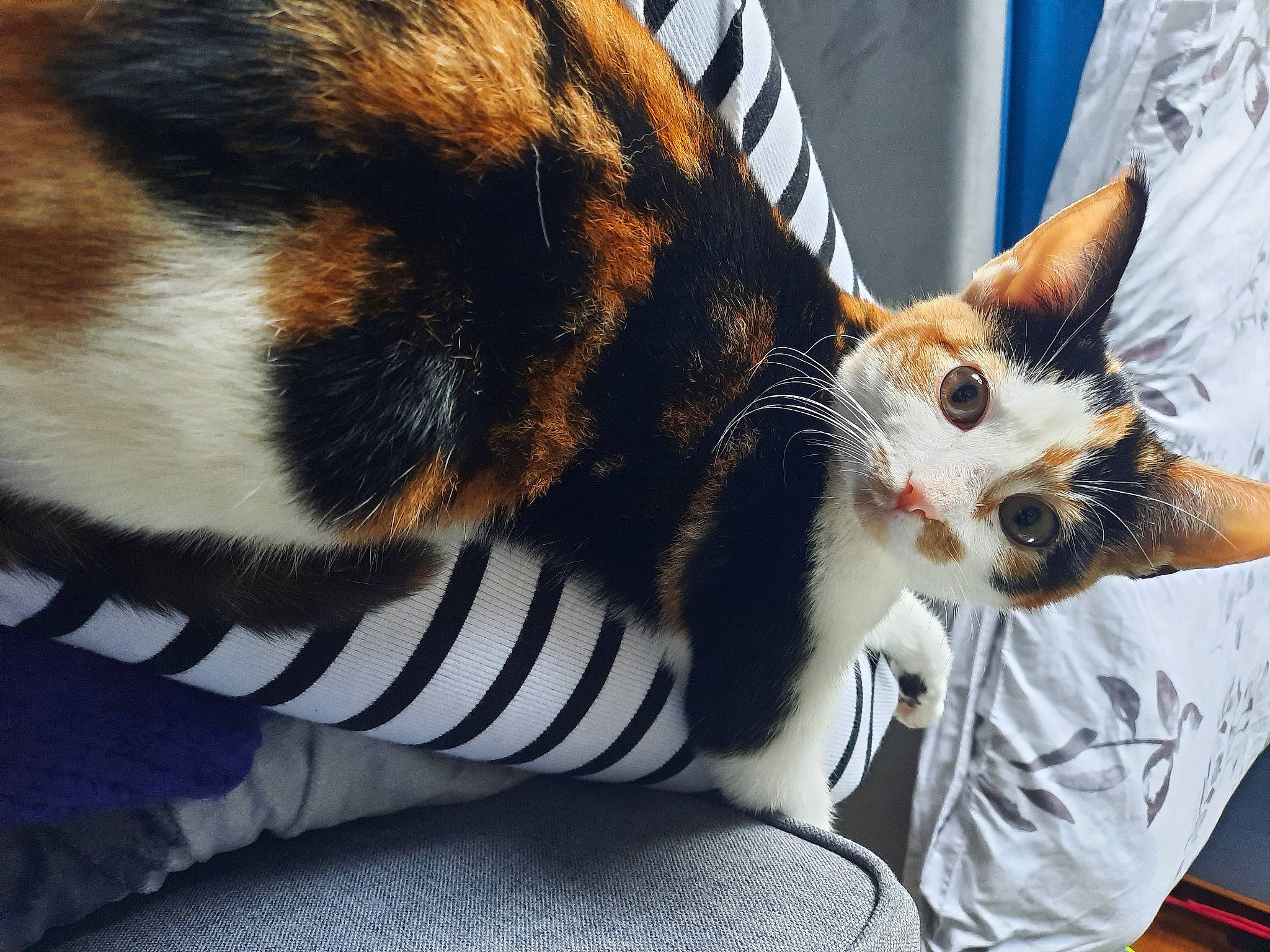 Pandora joined the competition — help win amazing prizes! carnivore, cat, claw, comfort, domestic_short_haired_cat, ear, fawn, felidae, foot, fur, grass, human_leg, leg, nap, paw, small_to_medium_sized_cats, snout, tail, tree, whiskers