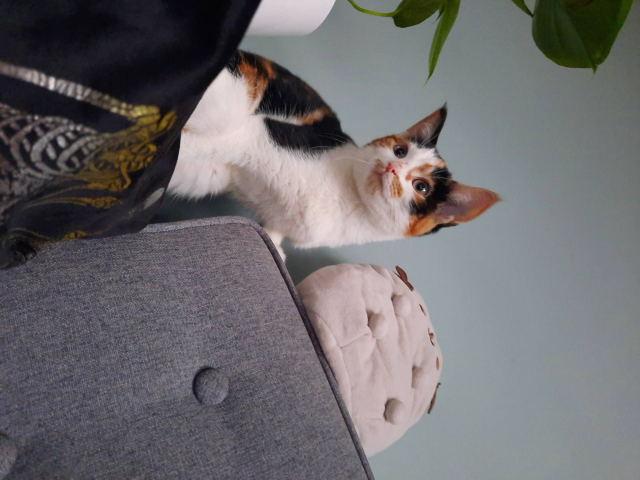 Pandora joined the competition — help win amazing prizes! carnivore, cat, collar, comfort, companion_dog, dog_breed, domestic_short_haired_cat, fawn, felidae, fur, grey, paw, plant, road_surface, small_to_medium_sized_cats, snout, tail, tree, whiskers, wood