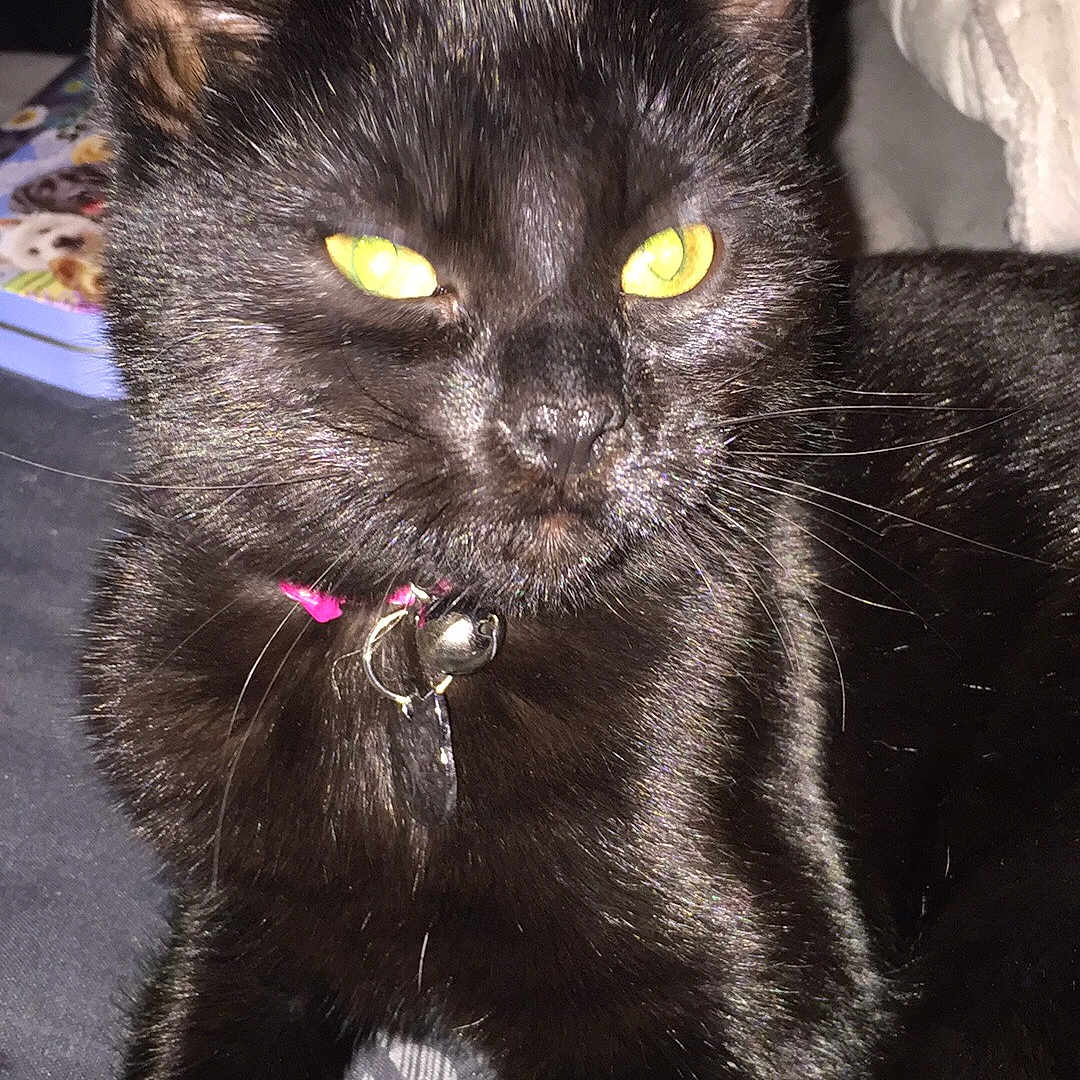 Spook joined the competition — help win amazing prizes! black, black_cat, bombay, cat, cat_like_mammal, domestic_short_haired_cat, european_shorthair, fur, kitten, small_to_medium_sized_cats, snout, whiskers
