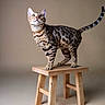 cat, animal, feline, spotted, stool, wooden_stool, pet, indoor, studio, portrait, looking_up, tail_up, curious, beige_background, domestic_cat, mammal, whiskers, ears, paws, fur