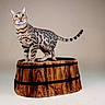 bengal_cat, cat, wooden_barrel, animal, pet, feline, spots, standing, alert, indoor, studio, brown, beige_background, striped_tail, whiskers, ears, portrait, mammal, domestic_cat, fur